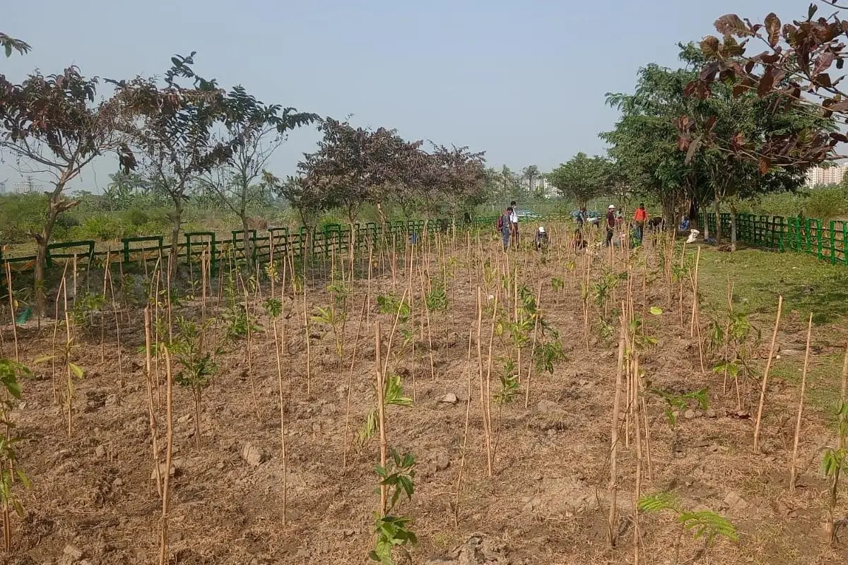 We undertook mass plantation drive with Miyawaki Technique