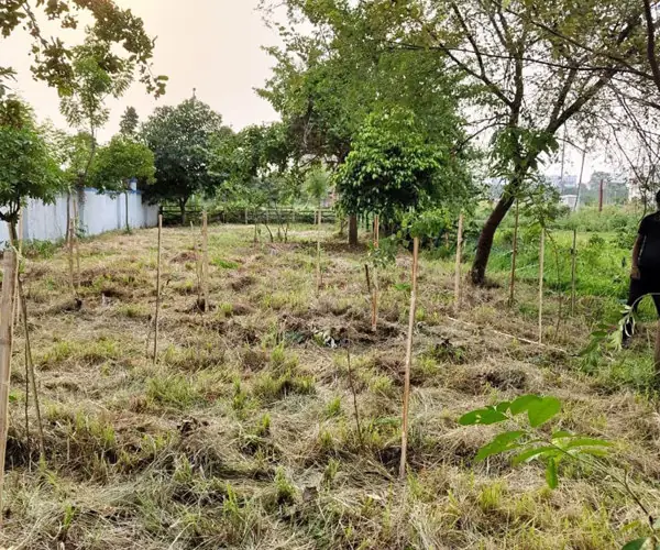 Sand Grains Foundation leads tree planting campaign in Kolkata